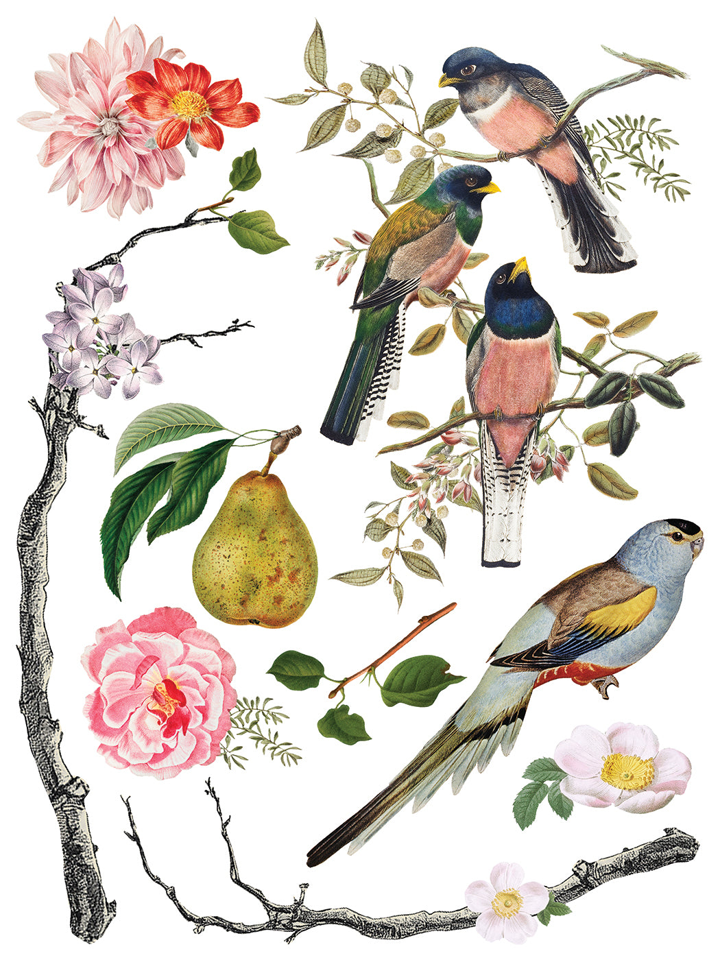 Menagerie IOD Decor Transfer *NEW*