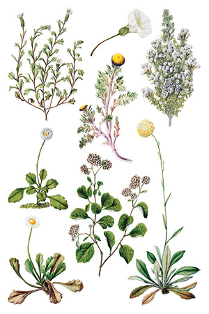 Sarah Featon's Botanicals IOD Decor Transfer *NEW*