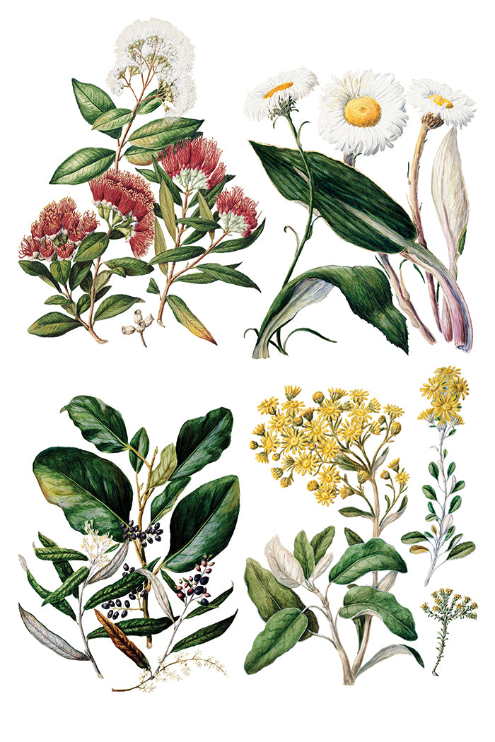 Sarah Featon's Botanicals IOD Decor Transfer *NEW*