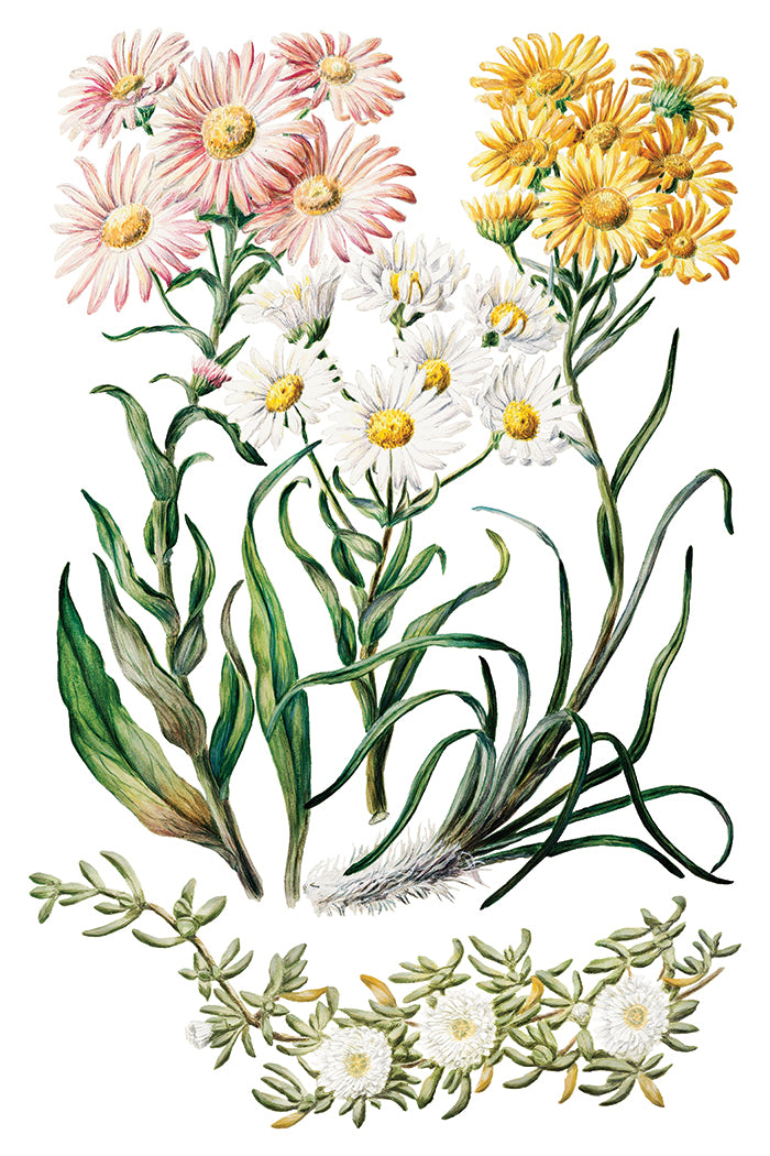 Sarah Featon's Botanicals IOD Decor Transfer *NEW*