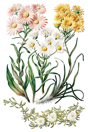 Sarah Featon's Botanicals IOD Decor Transfer *NEW*