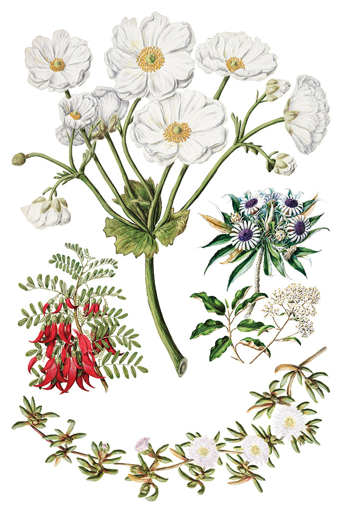 Sarah Featon's Botanicals IOD Decor Transfer *NEW*