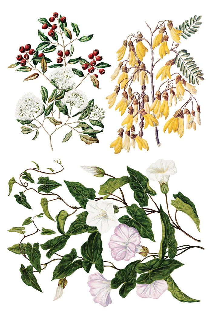 Sarah Featon's Botanicals IOD Decor Transfer *NEW*