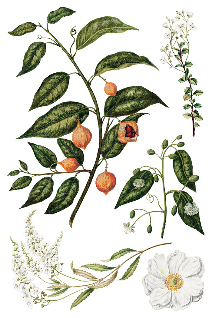 Sarah Featon's Botanicals IOD Decor Transfer *NEW*
