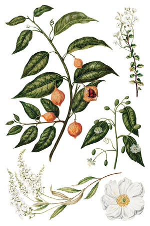 Sarah Featon's Botanicals IOD Decor Transfer *NEW*