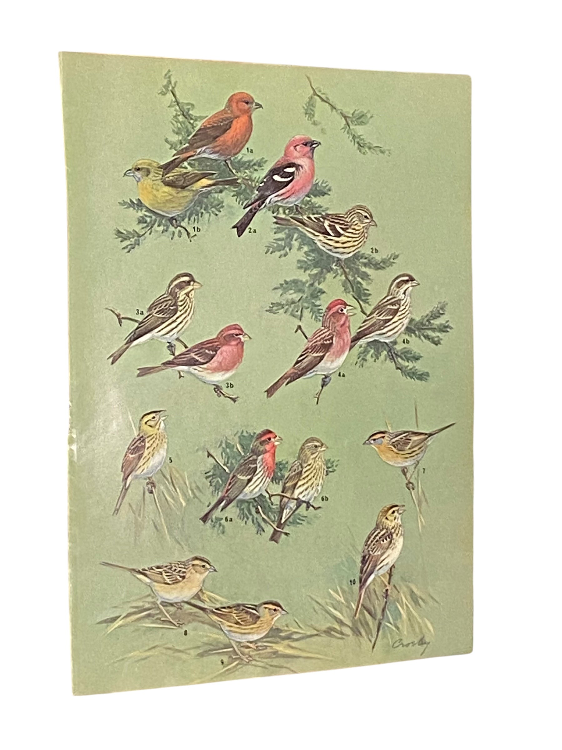 Vintage Bird Illustrations