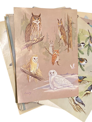 Vintage Bird Illustrations