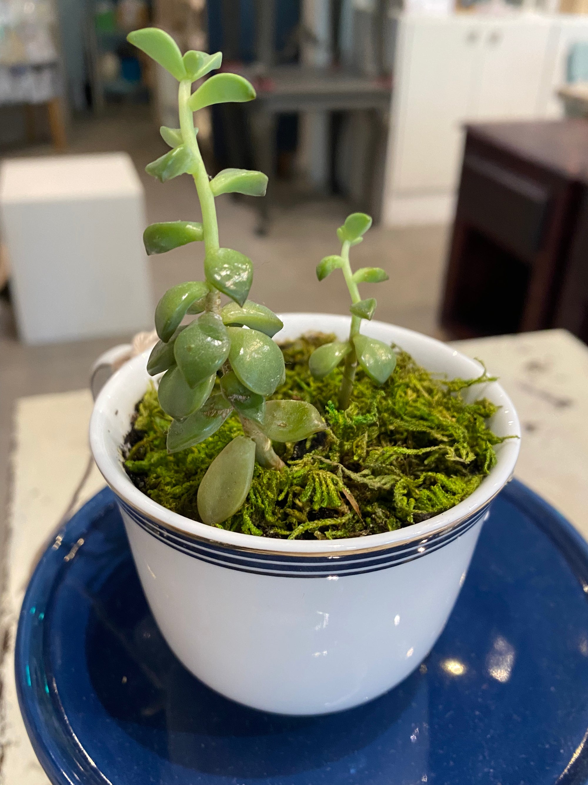 Teacup Succulent