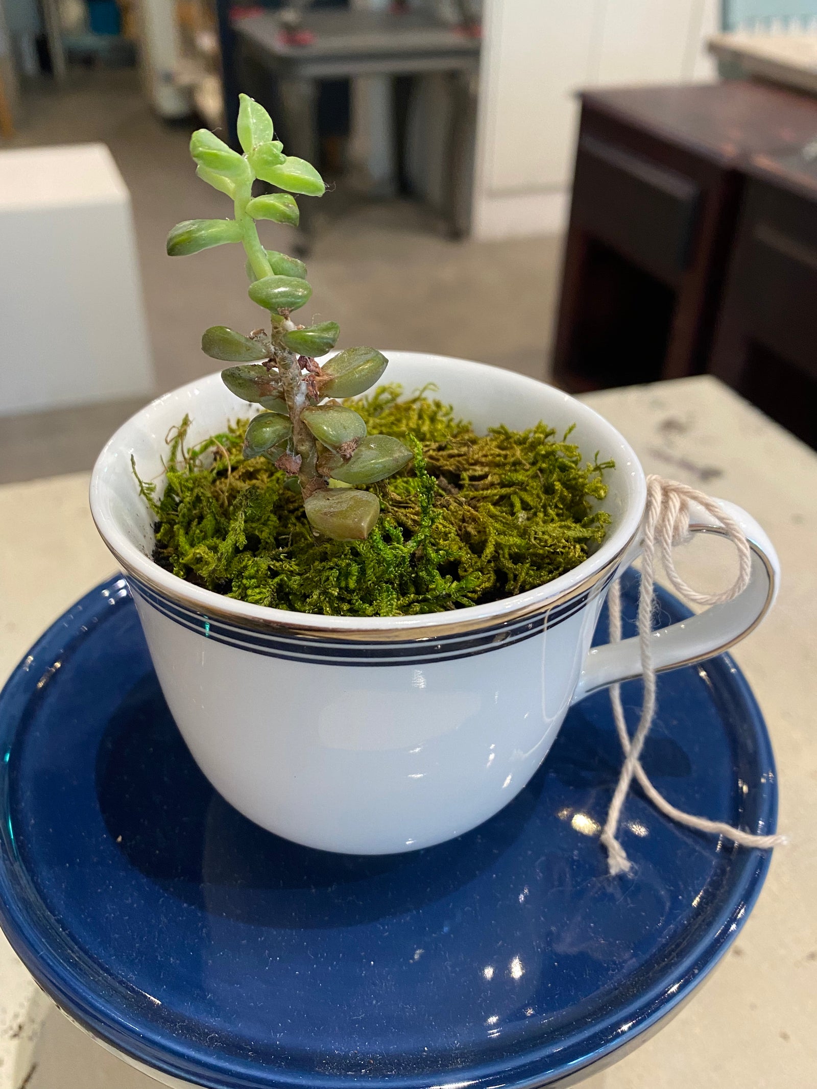 Teacup Succulent