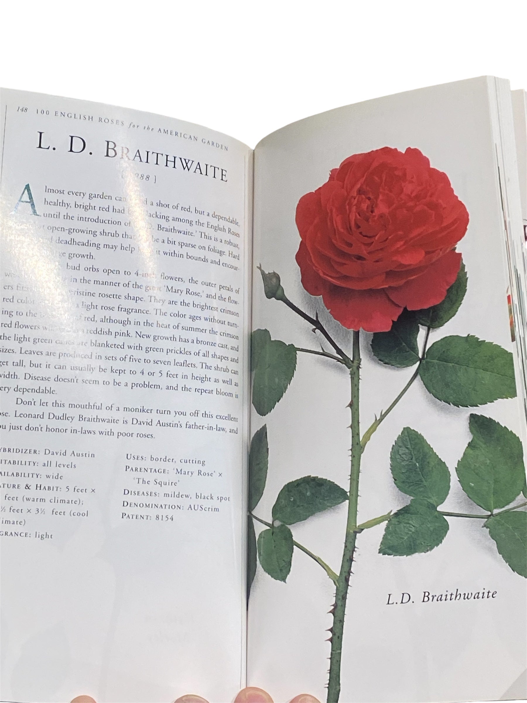 100 English Roses for the American Garden