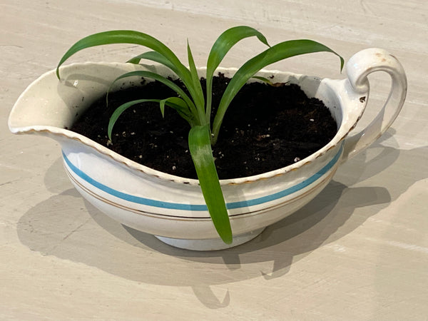 Spider Plant in English Blue and Gold Gravy Boat