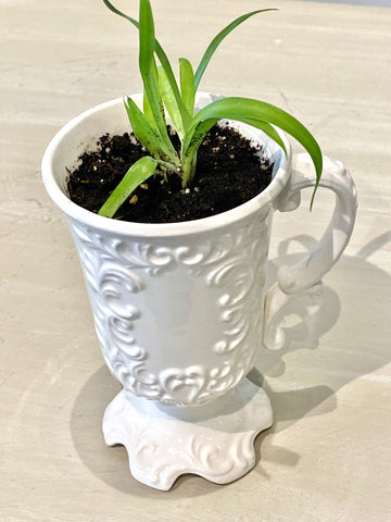 Spider Plant in Ornate Cup