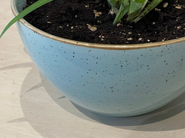 Spider Plant in Robins Egg Blue Speckled Bowl