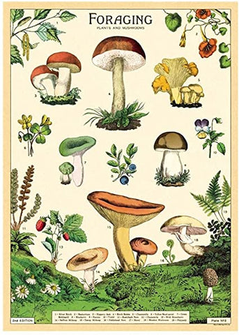 Forage (Mushrooms) Paper