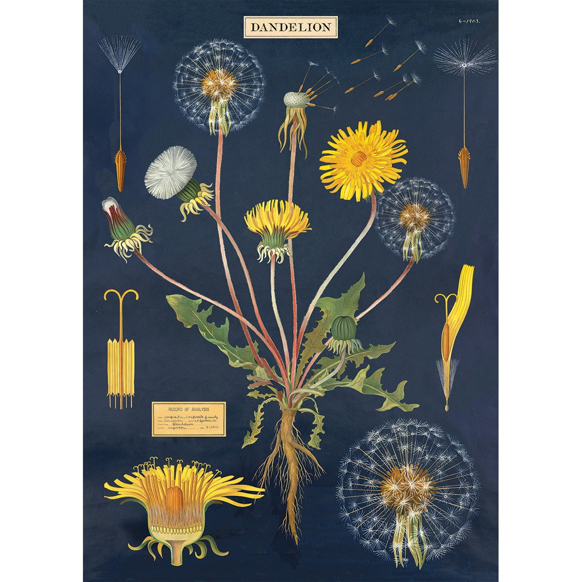 Dandelion Paper