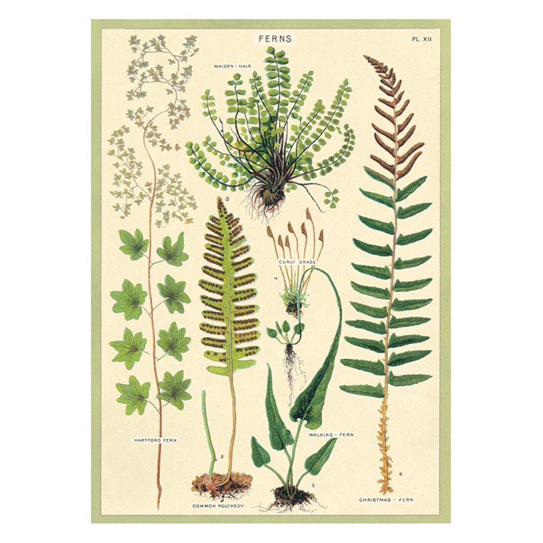 Fern Paper