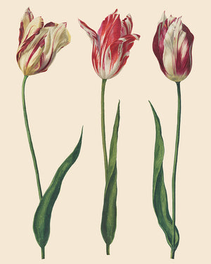 Dutch Tulips Decoupage Paper