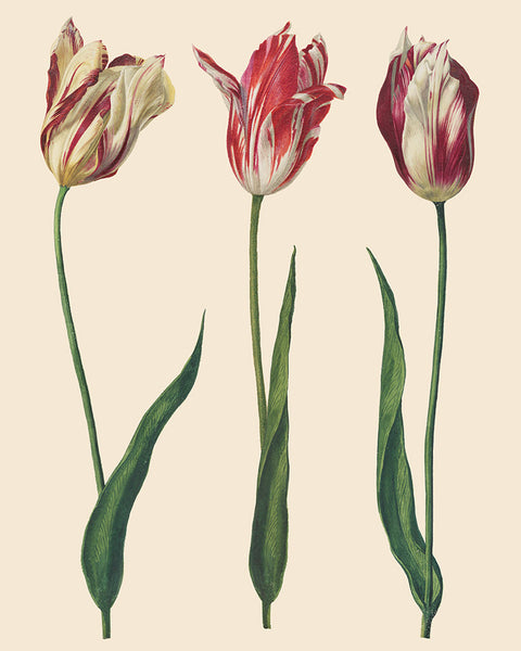 Dutch Tulips Decoupage Paper