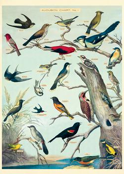 Audubon Birds Paper