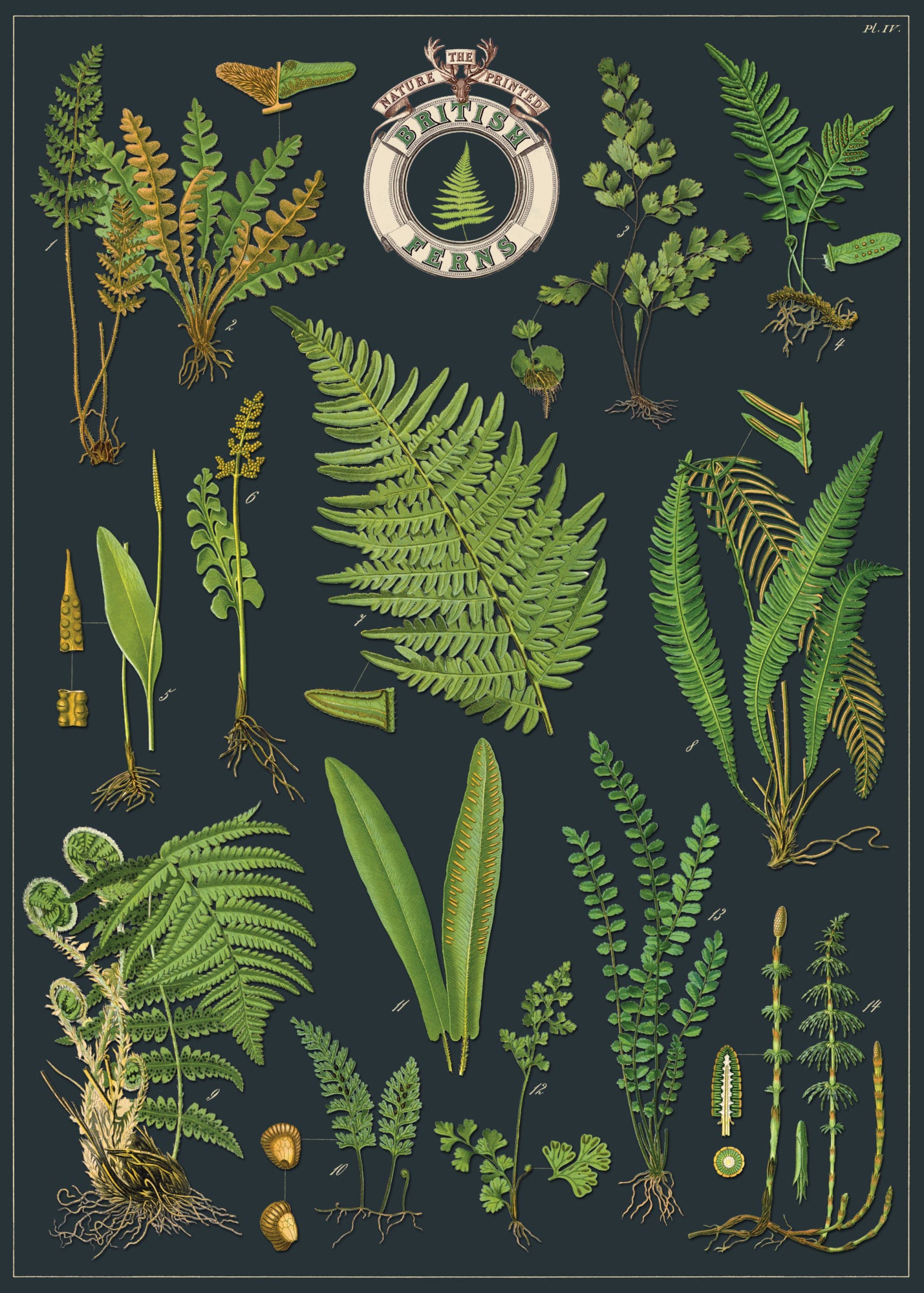 British Ferns Paper