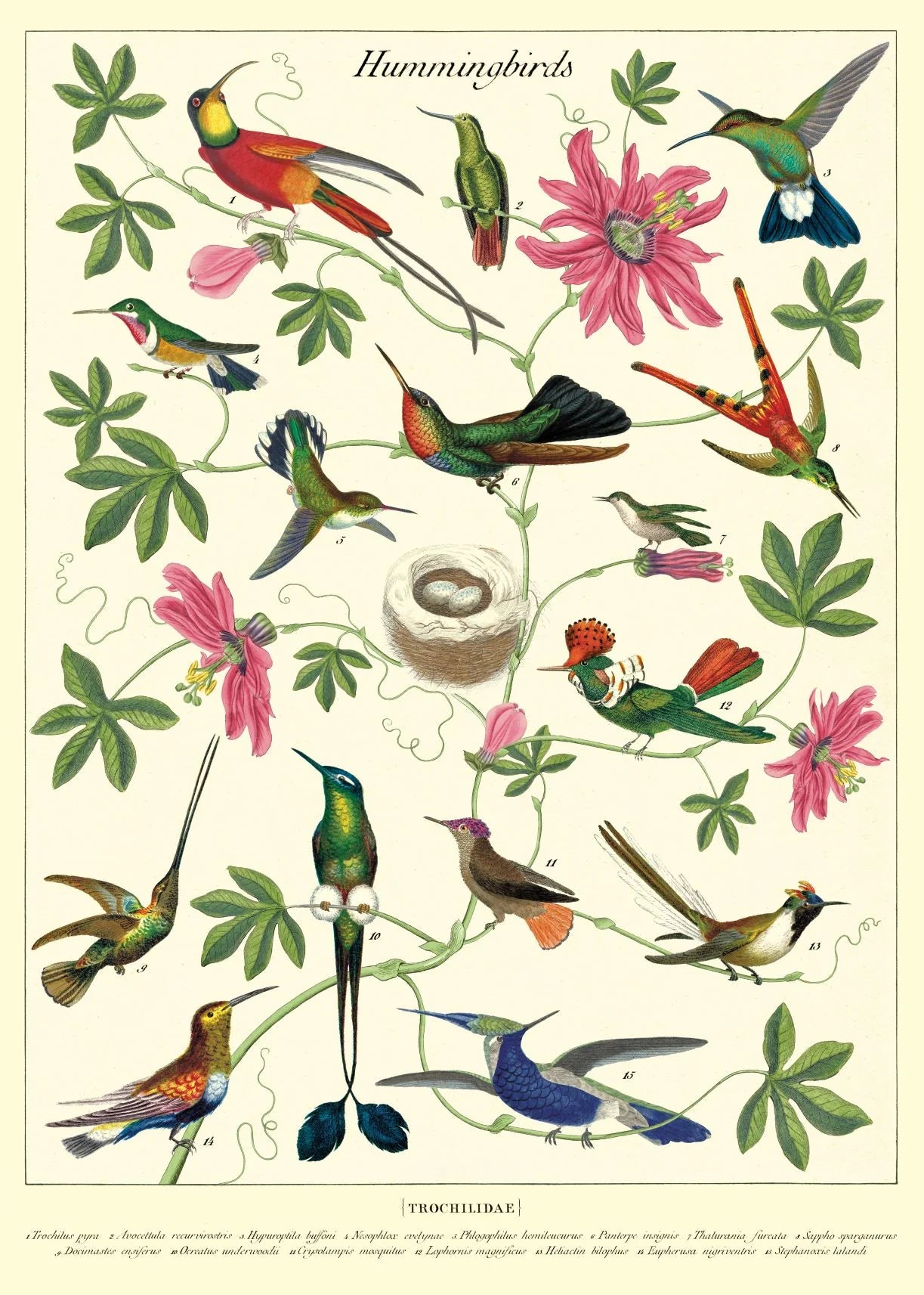 Hummingbirds Paper