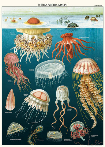 Jellyfish Oceanography Paper