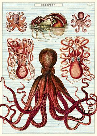 Octopods Paper