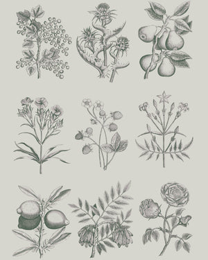 Botanical Drawings Decoupage Paper