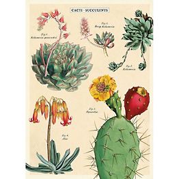 Cacti & Succulents #2 Paper