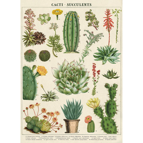 Cacti & Succulents Paper